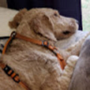 Meet your Posher, Tracy